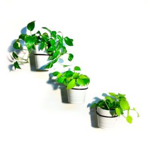 מבצע 3 יח' מעמד לעציץ + 1 מתנה