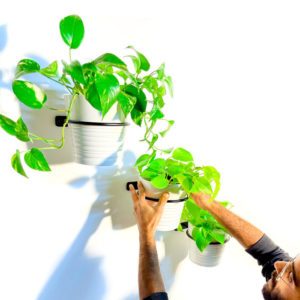 מבצע 3 יח' מעמד לעציץ + 1 מתנה