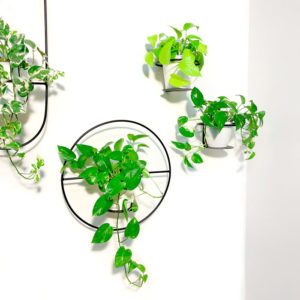 מבצע 4 יח' מעמד לעציץ + 1 מתנה