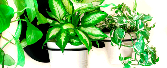 "עיגולים" מעמד לעציצים