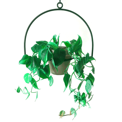 הלף מון מעמד לעציץ תלוי מהתקרה