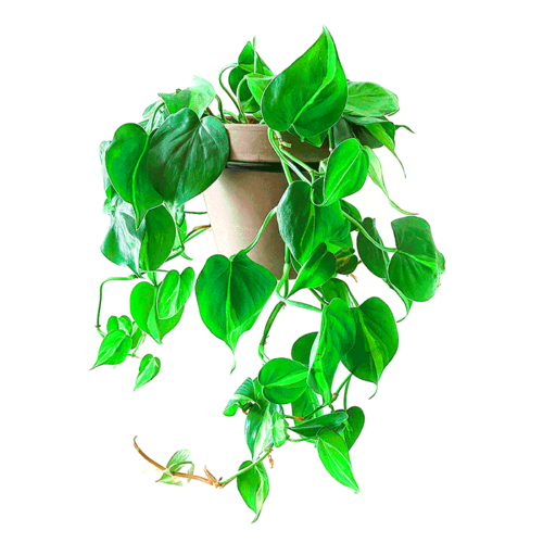 מעמד לעציץ קלאסי לקיר "העציץ המרחף"