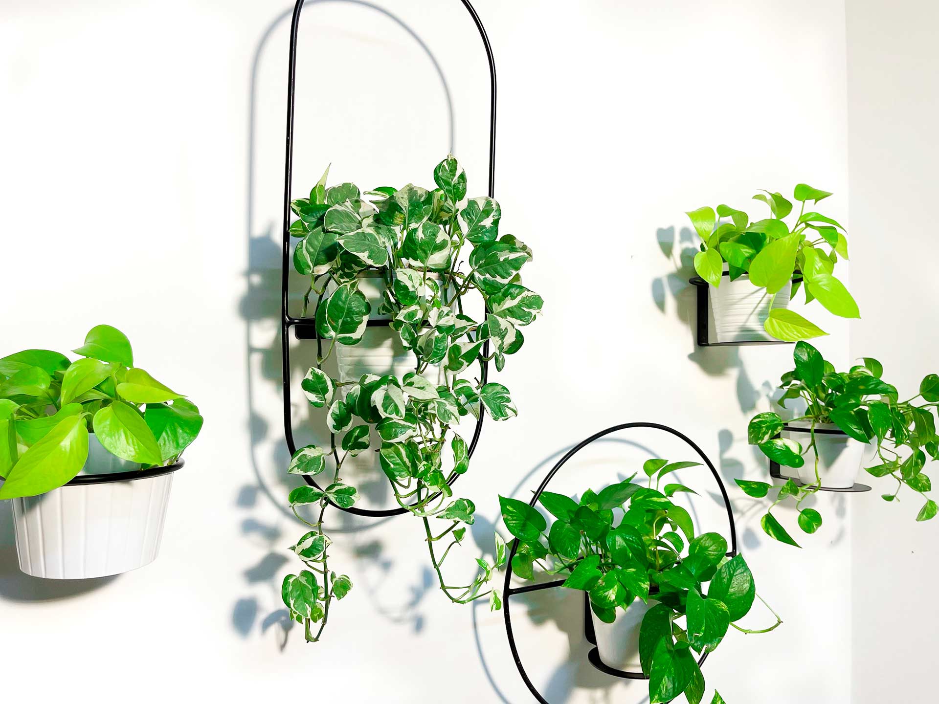 פלנטר - מעמדי עציצים ומדפים מועצבים