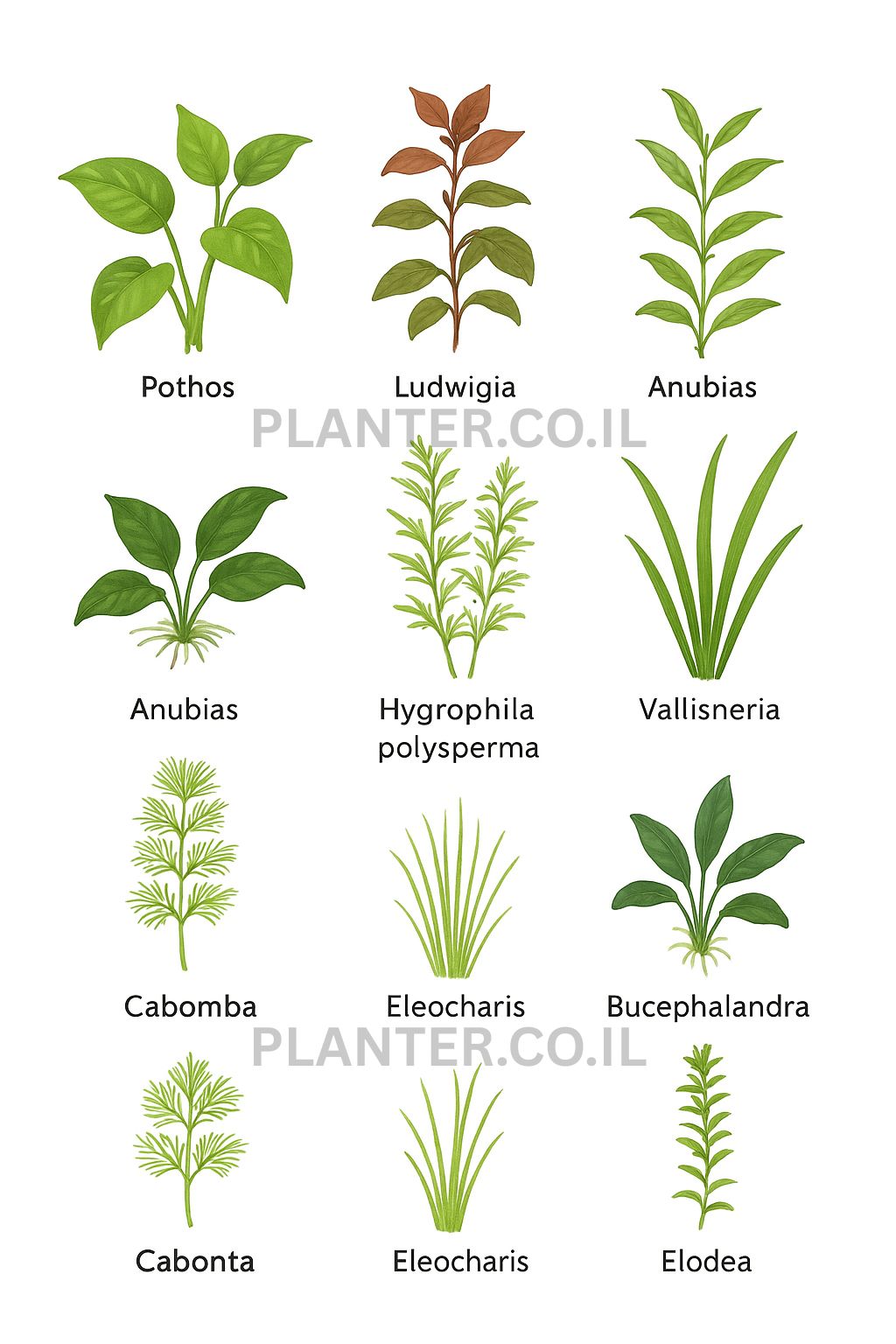 10 צמחי מים שקל לגדל בבית