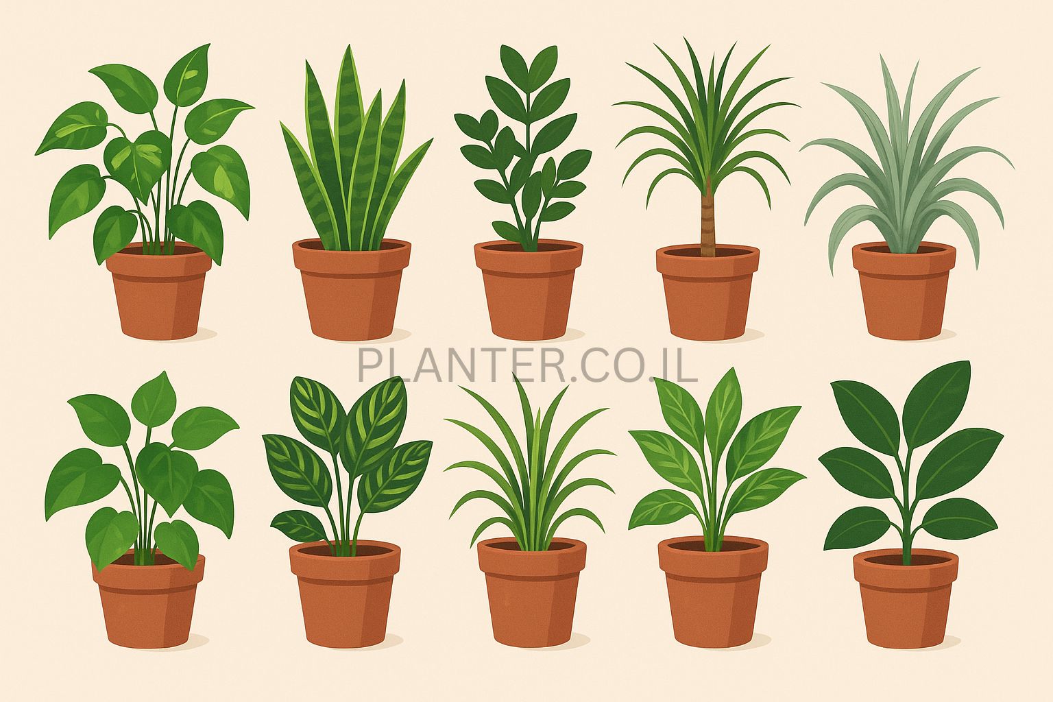 10 צמחים לבית שכמעט לא דורשים תחזוקה – המדריך המלא למתחילים