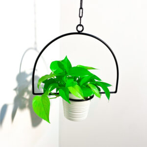 מעמדים לעציצים - הלף מון מעמד לעציץ