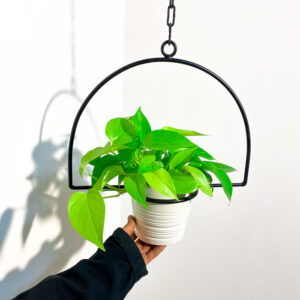 מעמדים לעציצים - הלף מון מעמד לעציץ