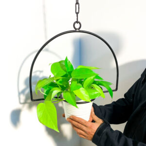 מעמדים לעציצים - הלף מון מעמד לעציץ