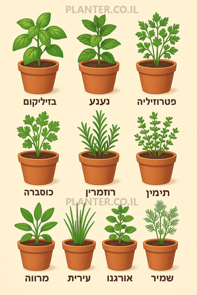 10 צמחי תבלין שקל לגדל בבית